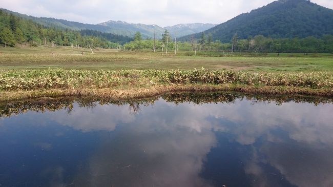 所々の水溜りに、アメンボがいたり、イモリや小さな魚が泳いでいました。