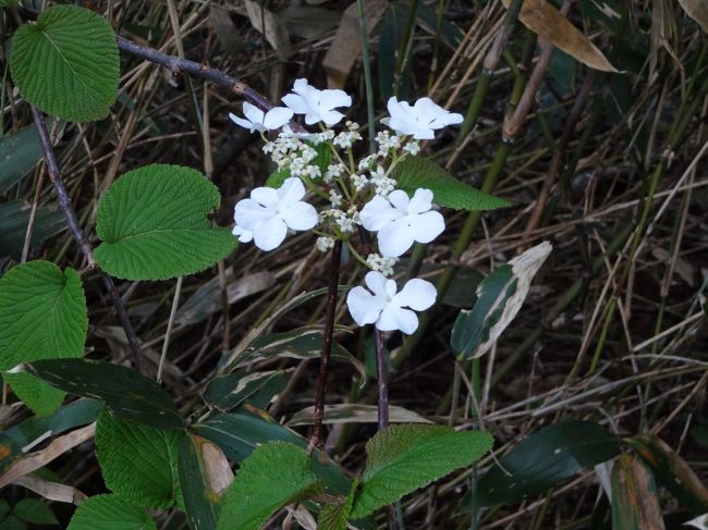 花の名前には疎いけれど、様々な可憐な花が咲いています。