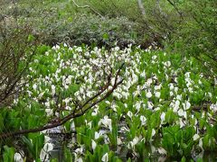 山ノ鼻には尾瀬植物研究見本園(見本園)が、隣接しています。他では見頃を過ぎた水芭蕉も至仏山の影になっているので、まだまだ咲いていました。
