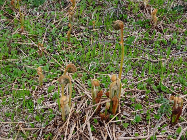 野生のゼンマイには生命力が宿っているなあ〜