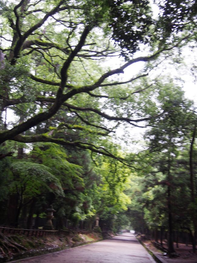 まだまだ続くよ、道のりは。。<br /><br />本当に誰もいない。。。。<br /><br />１人であるくと少し端には鹿さんたちがお休み中。<br /><br />