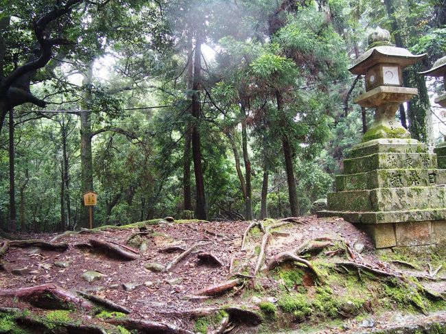 奥へ入っていくとなんだか神秘的に見えてくる。<br /><br />小鹿も見られました。