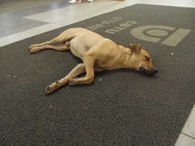 厚さにへばるわんわん