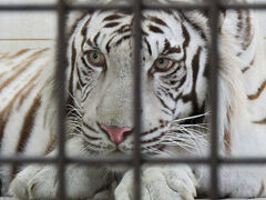 想定外の寝坊＆寄道でずいぶん遅くなってしまった。


【とべ動物園】　ホワイトタイガー

美しいですね。柵がジャマだけど。