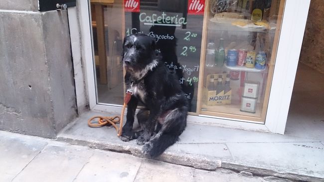 置物かと思ったら、本物でした。