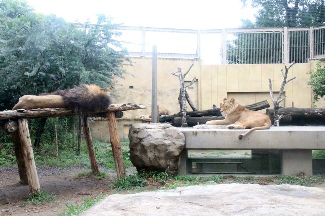 ホワイトタイガーの四つ子の赤ちゃん に会いたくて東武動物公園へ 2 レッサーパンダのライライくん ココロちゃん チヒロちゃん 羽根を広げたクジャクたち リスザルの赤ちゃんほか 蓮田 白岡 埼玉県 の旅行記 ブログ By まみさん フォートラベル ホワイトタイガーの四つ子の赤ちゃん に会いたくて東武動物公園へ 2 レッサーパンダのライライくん ココロちゃん チヒロちゃん 羽根を広げたクジャクたち リスザルの赤ちゃんほか 蓮田 白岡 埼玉県 の旅行記 ブログ By まみさん フォートラベル
