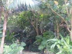 米原のヤエヤマヤシ群落
駐車場があるのでそこに停めて、遊歩道を歩いて散策。
広くないので、サクっと観光できます。