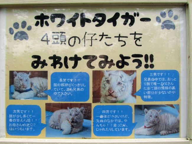 ホワイトタイガーの四つ子の赤ちゃんに会いたくて東武動物公園へ 3 ホワイトタイガー編 名前が決まった四つ子の男の子と麗しきカーラ ママ 単独展示のオスはロッキー パパとスピカ兄ちゃんのどちらかな 蓮田 白岡 埼玉県 の旅行記 ブログ By まみさん フォー ホワイトタイガーの四つ子の赤ちゃんに会いたくて東武動物公園へ 3 ホワイトタイガー編 名前が決まった四つ子の男の子と麗しきカーラ ママ 単独展示のオスはロッキー パパとスピカ兄ちゃんのどちらかな 蓮田 白岡 埼玉県 の旅行記 ブログ By まみさん フォー