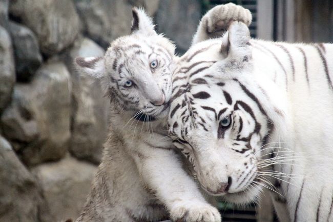 ホワイトタイガーの四つ子の赤ちゃんに会いたくて東武動物公園へ ３ ホワイトタイガー編 名前が決まった四つ子の男の子と麗しきカーラ ママ 単独展示のオスはロッキー パパとスピカ兄ちゃんのどちらかな 蓮田 白岡 埼玉県 の旅行記 ブログ By まみさん フォー