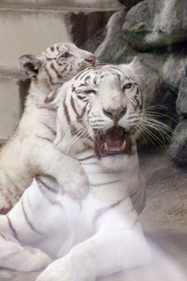 ホワイトタイガーの四つ子の赤ちゃんに会いたくて東武動物公園へ ３ ホワイトタイガー編 名前が決まった四つ子の男の子と麗しきカーラ ママ 単独展示のオスはロッキー パパとスピカ兄ちゃんのどちらかな 蓮田 白岡 埼玉県 の旅行記 ブログ By まみさん フォー