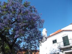 急遽ジャカランタの花見です