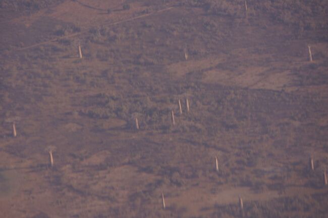 機上からバオバブが見えました。