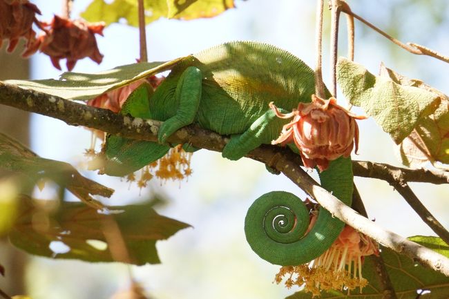 外の木にカメレオンを発見。