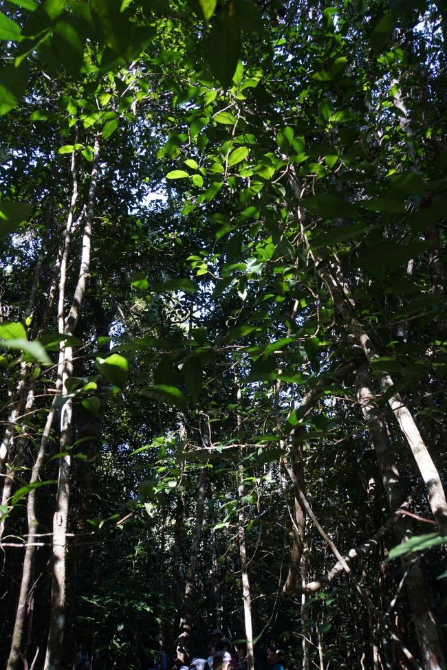 保護区内をガイドとともに散策します。