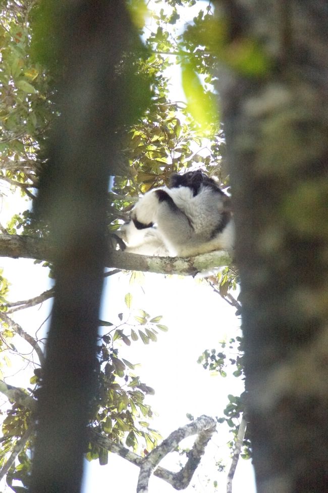 ついにインドリを発見。木の間からやっと見れる位置にいました。