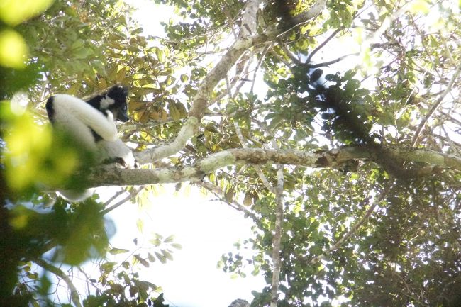 これまでのキツネザルと違って非常に木の高いところにいます。