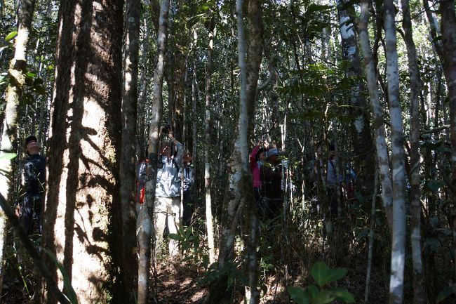 こんな木の密集しているところで観察しました。首も疲れます。