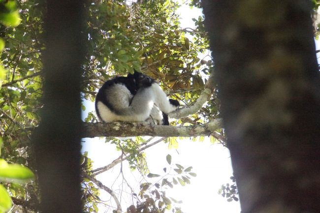 インドリが向きを変えました。