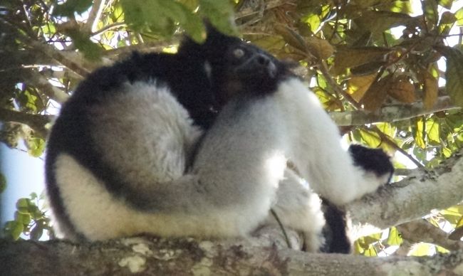 また何かを見つめてます。残念ながら泣き声を聞くことはできませんでした。