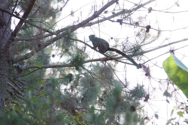 遠くにキツネザル発見。チャイロキツネザル？