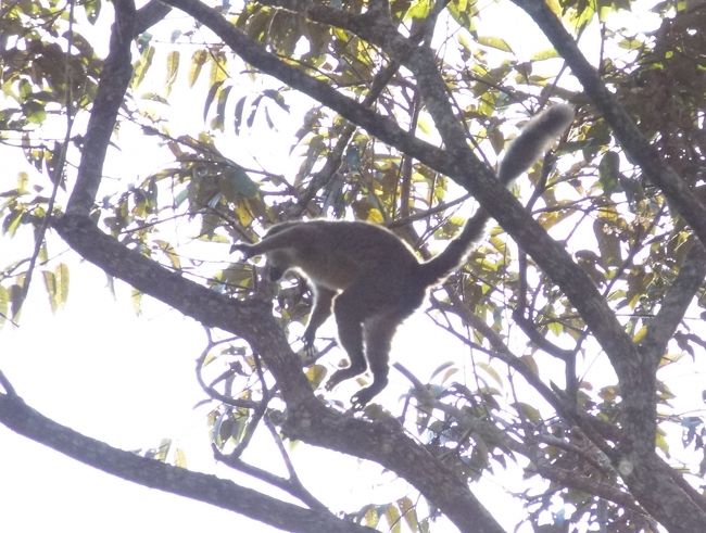 機敏にジャンプして逃げて行きました。