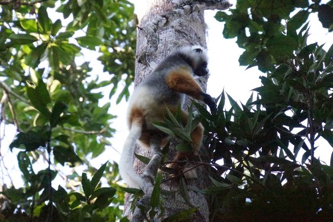 カンムリシファカ。