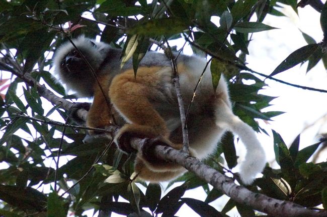 ベローシファカと違ってこちらは三毛猫のような模様があります。