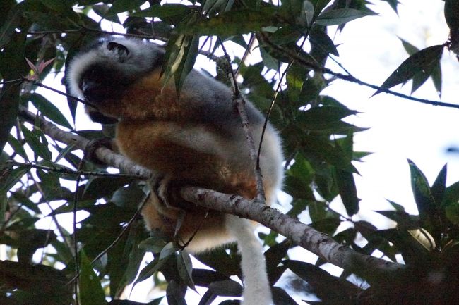 人に慣れているわけではなさそうですが、逃げません。