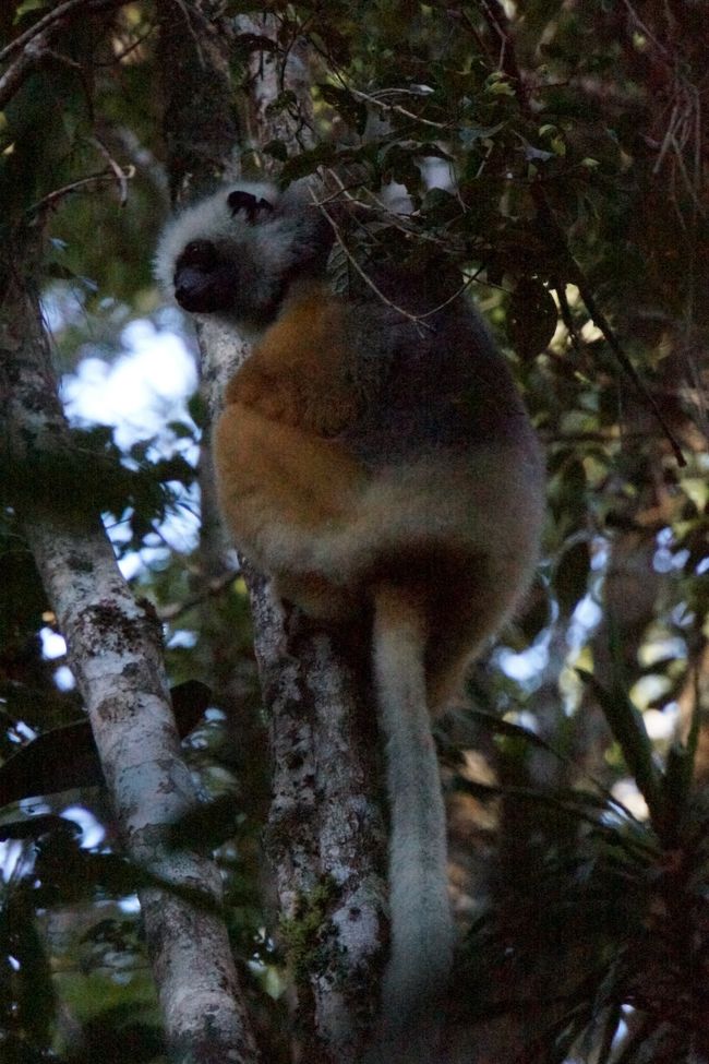 愛嬌のあるキツネザルでした。