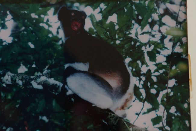 掲示されていたインドリの写真。怖い顔してます。