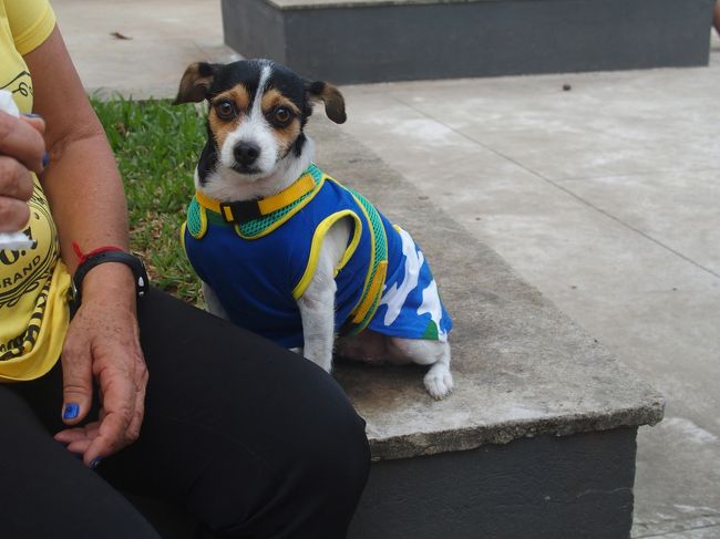 わんわんも代表仕様に（笑）