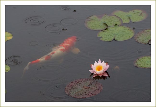 Solitary Journey 1605 雨降る中 水の妖精 スイレンの花 を鑑賞してきました 標高693mの極楽寺山 蛇の池 広島 県廿日市市 大竹 廿日市 広島県 の旅行記 ブログ By Mechagodzilla 703さん フォートラベル Solitary Journey 1605 雨降る中 水の妖精 スイレンの花 を鑑賞してきました 標高693mの極楽寺山 蛇の池 広島 県廿日市市 大竹 廿日市 広島県 の旅行記 ブログ By Mechagodzilla 703さん フォートラベル