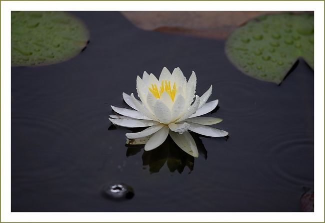 Solitary Journey 1605 雨降る中 水の妖精 スイレンの花 を鑑賞してきました 標高693mの極楽寺山 蛇の池 広島 県廿日市市 大竹 廿日市 広島県 の旅行記 ブログ By Mechagodzilla 703さん フォートラベル Solitary Journey 1605 雨降る中 水の妖精 スイレンの花 を鑑賞してきました 標高693mの極楽寺山 蛇の池 広島 県廿日市市 大竹 廿日市 広島県 の旅行記 ブログ By Mechagodzilla 703さん フォートラベル
