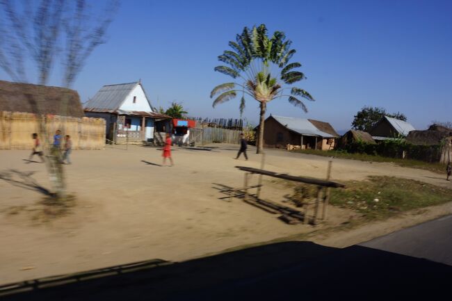 ホテルを出発して途中で見た旅人の木。