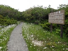 　その中に「オンコの荘」と呼ばれるところがあり、風雪が厳しいため木の横にはって成長したもの。