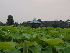 蓮池越しに見る弁天堂

不忍池のハスもだいぶ茂ってきました。
まだ花は咲きません。いつもですと、夏休みの頃にたくさん咲きます。
