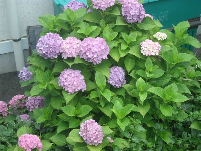 季節ですね〜、アジサイが色づいています、梅雨の中休みの今日20日は好天です。