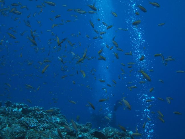 泡のカーテンとアカハネゴイ