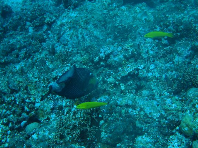 ただ今繁殖期のゴマモンガラ。ガイドさんが真剣にビビってた（笑）