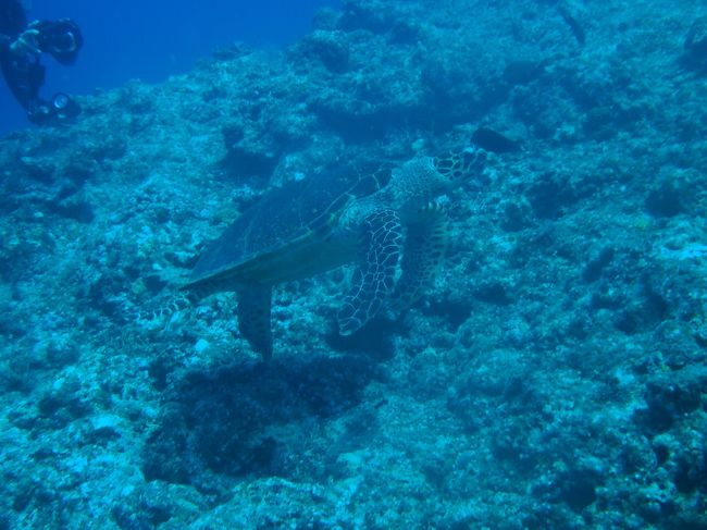 アカモンガラがタイマイの甲羅をクリーニング