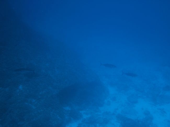 小ぶりですがイソマグロの群れ