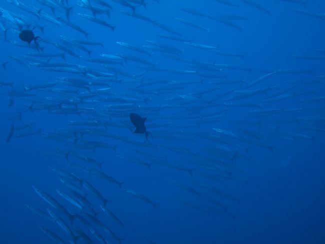 ホソカマスの群れ