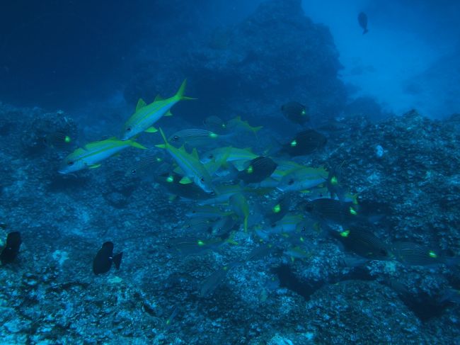 アカヒメジとノコギリダイ