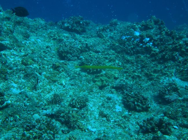 幸せの黄色い・・・