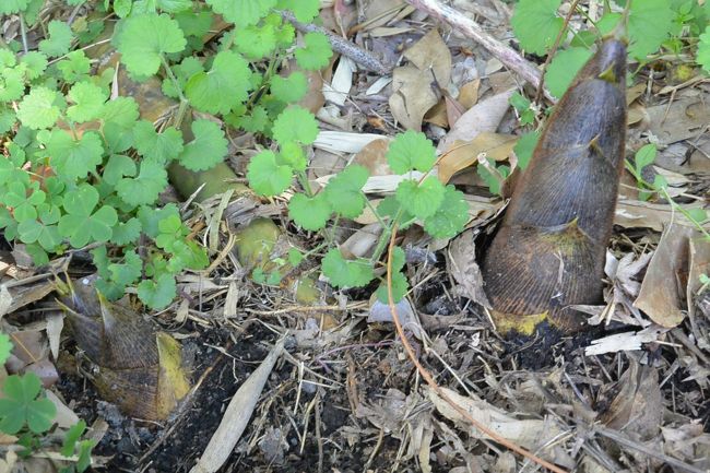 『蕎麦切り　こばやし』の前の竹林のたけのこ。