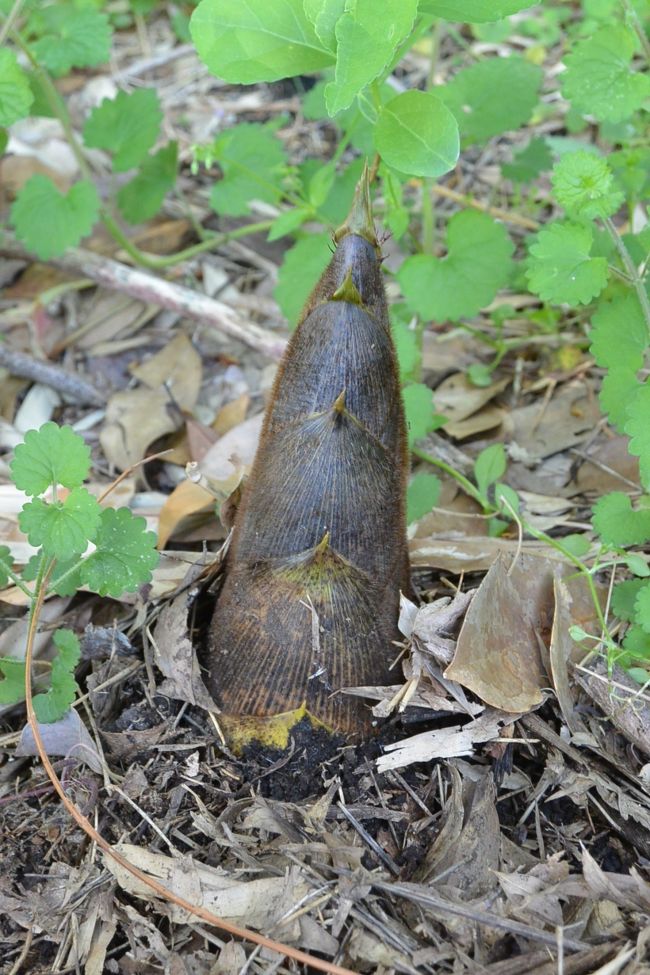 『蕎麦切り　こばやし』の前の竹林のたけのこ。