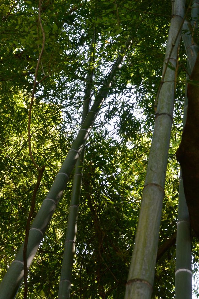 竹林に囲まれひっそり建つお蕎麦屋さん『こばやし』へ。