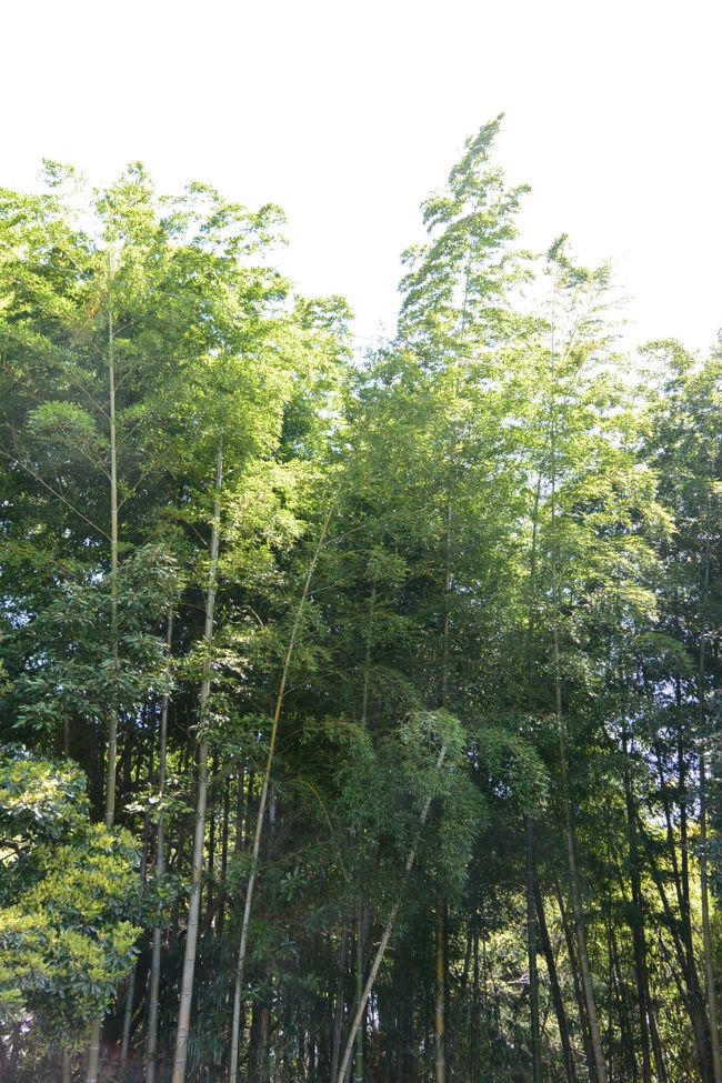 『蕎麦切り　こばやし』の前の竹林。