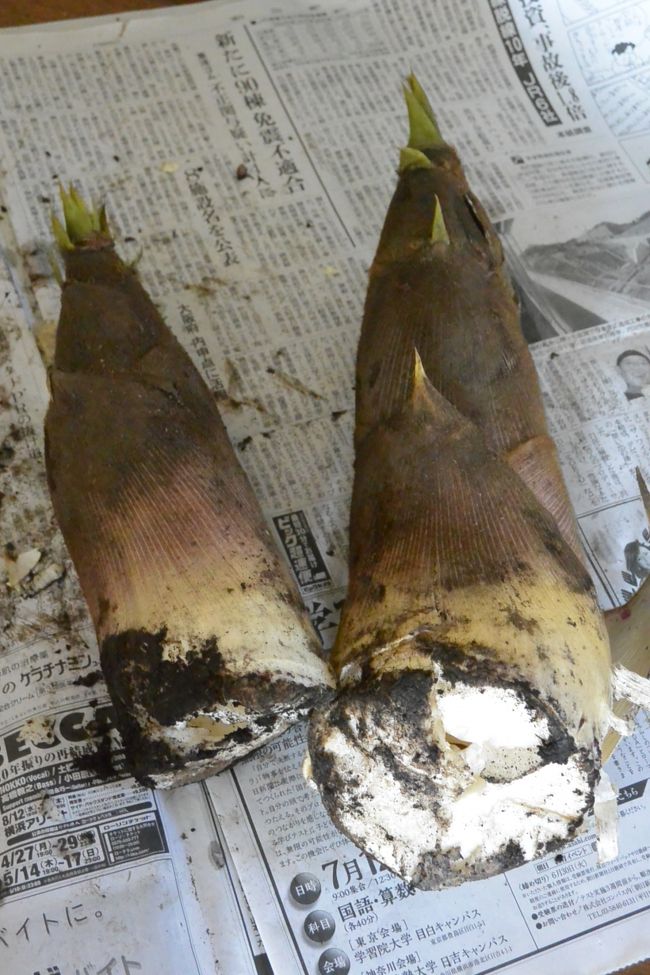 『蕎麦切り　こばやし』より家に戻ると、父親の知り合いより掘りたてのたけのこが届きました。