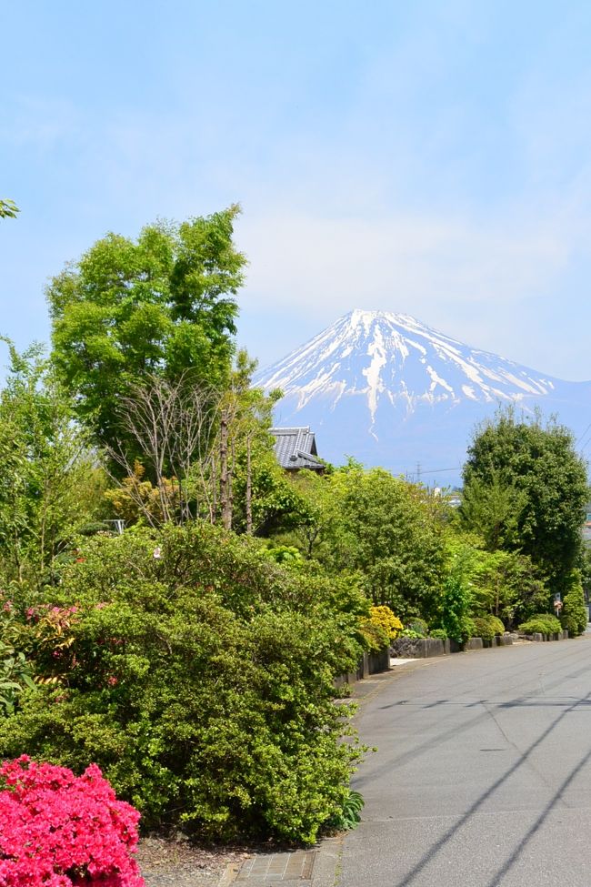 電柱＆電線がなく富士山を撮れるところまで散歩。つつじがいい感じにアクセントになっています。